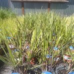 Proso prútnaté (Panicum virgatum)  ´WARRIOR´ kont. C1,5L